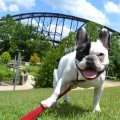 The Ultimate Guide to Bringing Pets to Concerts in Jonesboro, Arkansas