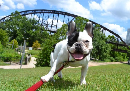 The Ultimate Guide to Bringing Pets to Concerts in Jonesboro, Arkansas